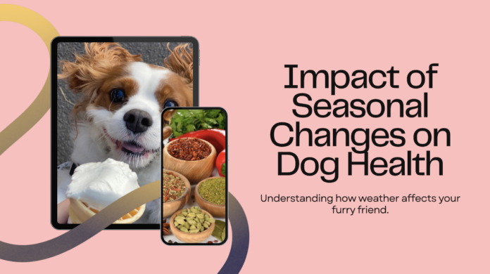 The Impact of Seasonal Changes on Dog Health